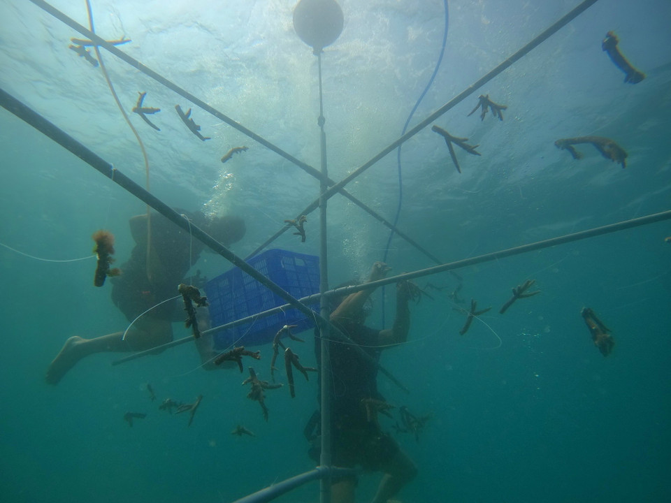 Cấy nhân giống nhánh san hô trên khung giá thể tại Khu bảo tồn biển Vườn quốc gia Núi Chúa (huyện Ninh Hải, tỉnh Ninh Thuận). (Ảnh: TTXVN phát)