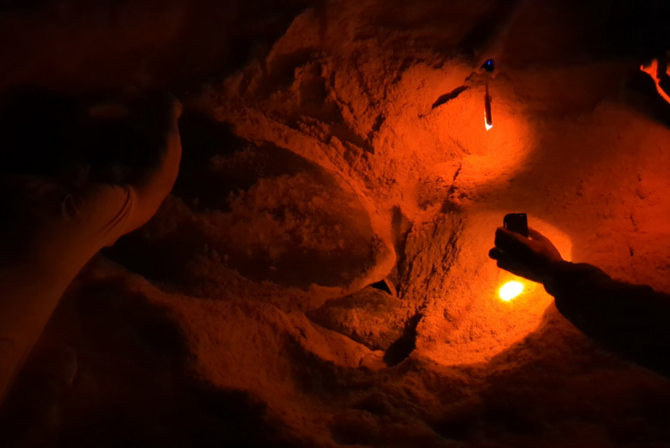 Bảo vệ và cứu hộ rùa biển lên bãi đẻ tại Khu bảo tồn biển Vườn quốc gia Núi Chúa (huyện Ninh Hải, huyện Ninh Thuận).(Ảnh: TTXVN phát)