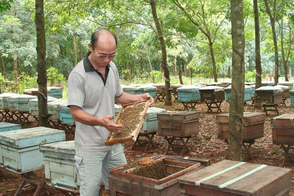 Thương binh 4/4 Trần Quốc Bình, ở xã An Phú, huyện Bình Long, tỉnh Bình Phước là người thành công trong phát triển kinh tế gia đình bằng nghề nuôi ong và truyền nghề cho nhiều cựu chiến binh khó khăn trong huyện. (Ảnh: Hoàng Tuấn/TTXVN)