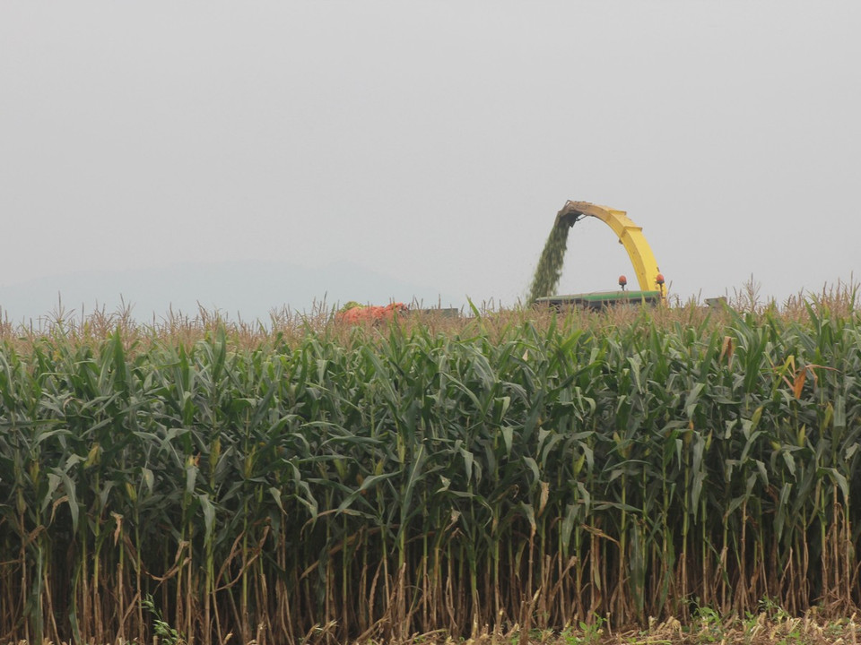 Cánh đồng ngô được trồng thường xuyên để làm thức ăn cho 45.000 con bò sữa. (Ảnh: Hùng Võ/Vietnam+)