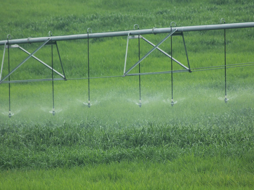 Cánh đồng cỏ trồng xanh mướt và được lắp đặt hệ thống phun nước thường xuyên. (Ảnh: Hùng Võ/Vietnam+)