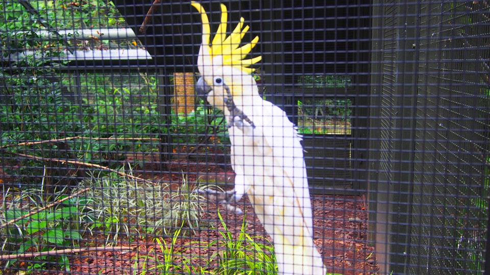 Vẹt mào vàng. (Nguồn: Mỹ Bình/Vietnam+)