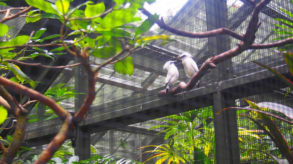 Hai chú chim đang tâm sự. (Nguồn: Mỹ Bình/Vietnam+)