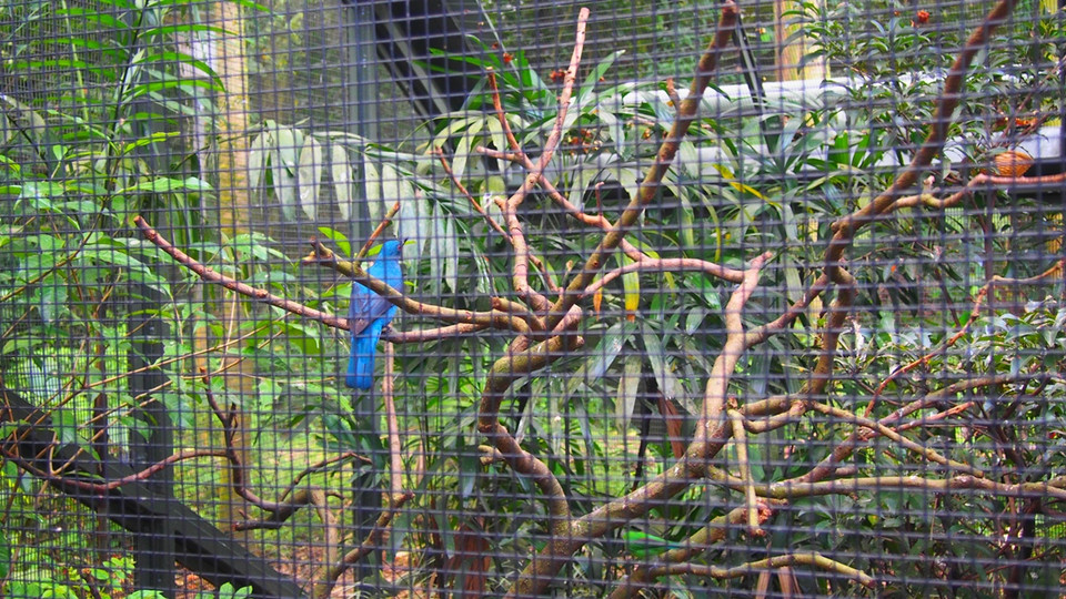 Vẹt xanh. (Nguồn: Mỹ Bình/Vietnam+)