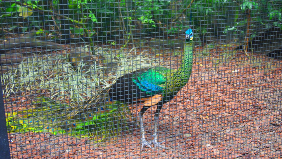 Công lục hay còn gọi là công Java. (Nguồn: Mỹ Bình/Vietnam+)