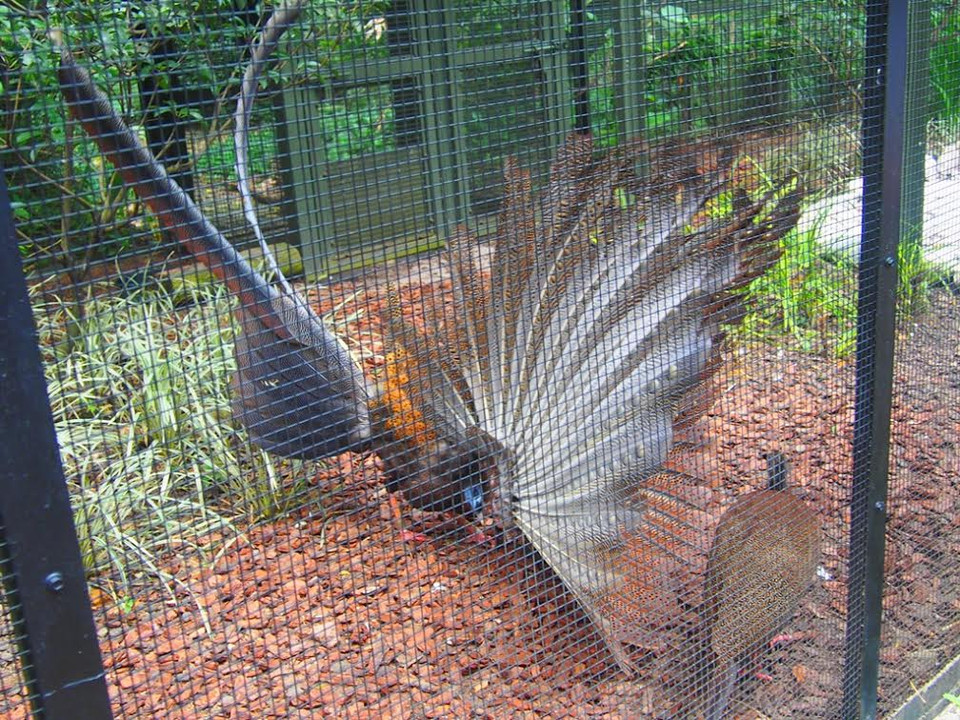 Gà lôi lớn đang xòe cánh tại Khu bảo tồn chim. (Nguồn: Mỹ Bình/Vietnam+)