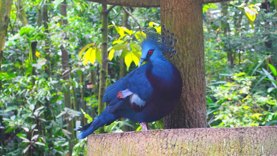 Bồ câu vương miện tuyệt đẹp tại Khu bảo tồn chim. (Nguồn: Mỹ Bình/Vietnam+)