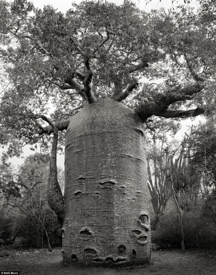 Một cây Baobab ở gần bờ biển phía tây của Madagascar. 