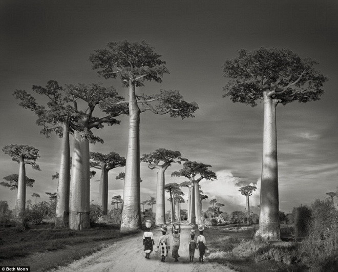 Những cái cây Baobab lớn ở Madagascar. 