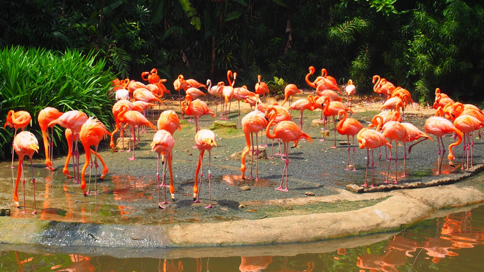 Hồng hạc. (Nguồn: Mỹ Bình/Vietnam+)