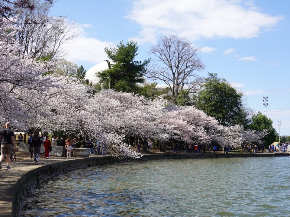 Rừng hoa anh đào nghiêng mình bên hồ nước biếc. (Ảnh: Kiều Trang/TTXVN)