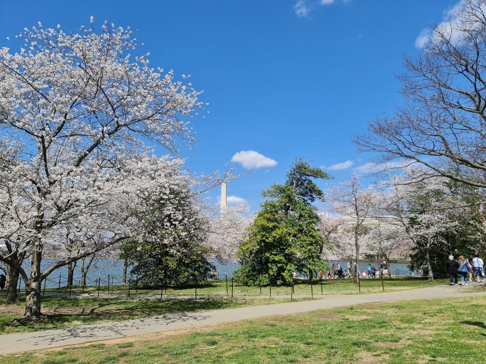 Hoa anh đào được trồng nhiều nhất tại khu vực quanh hồ Tidal Bisan. (Ảnh: Kiều Trang/TTXVN)