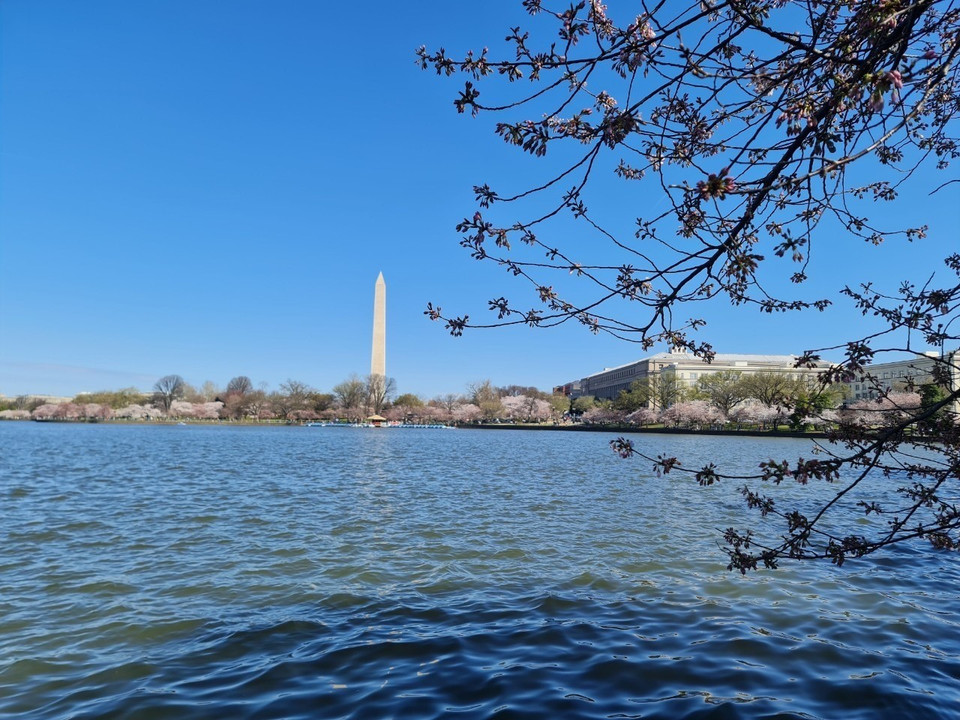 Tháp bút chì, biểu tượng của thủ đô Washington, bên kia mặt hồ Tidal Bisan cũng được soi bóng cùng những cây hoa anh đào nở rộ. (Ảnh: Kiều Trang/TTXVN)