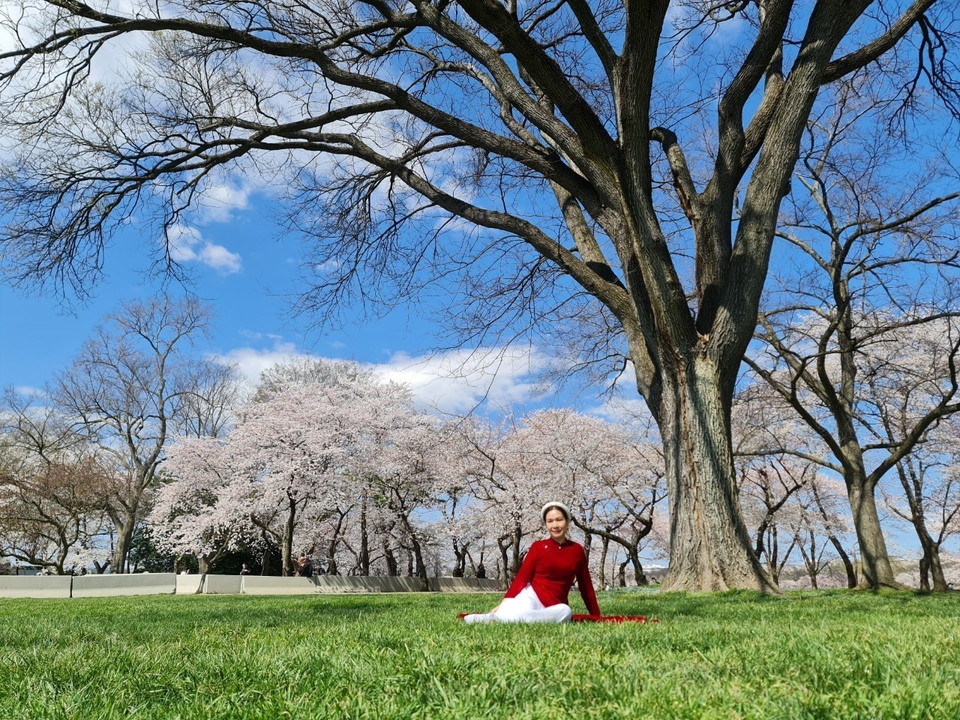 Du khách Việt khoe tà áo dài trong sắc hoa anh đào trên đất Mỹ. (Ảnh: Kiều Trang/TTXVN)
