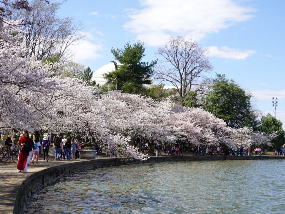 Rừng hoa anh đào nghiêng mình bên hồ nước biếc. (Ảnh: Kiều Trang/TTXVN)