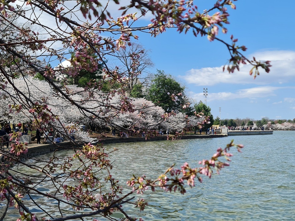 Hoa anh đào vào độ nở rực rỡ, soi mình bên hồ nước biếc.(Ảnh: Kiều Trang/TTXVN)