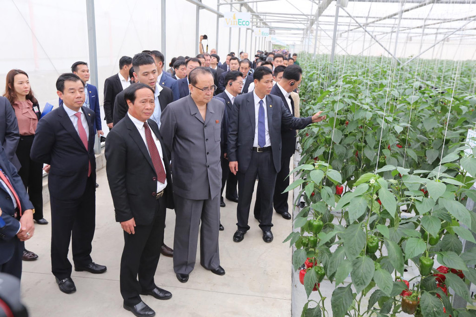 VinEco có 14 nông trường trên cả nước, hơn 800 hợp tác xã liên kết. (Ảnh: Minh Sơn/Vietnam+)