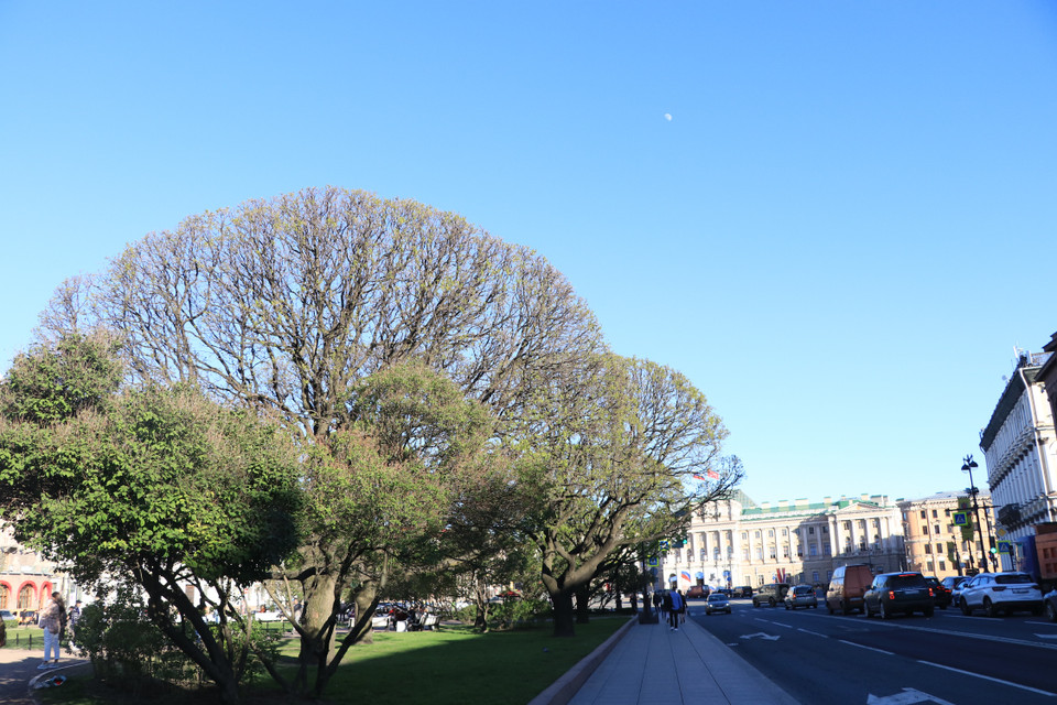 Những cây xanh như chiếc ô khổng lồ ở thành phố Saint Peterburg. (Ảnh: Hùng Võ/Vietnam+)