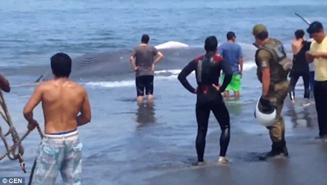 Sức khỏe của con cá voi hoàn toàn tốt sau khi trở lại biển. (Nguồn: Daily Mail)