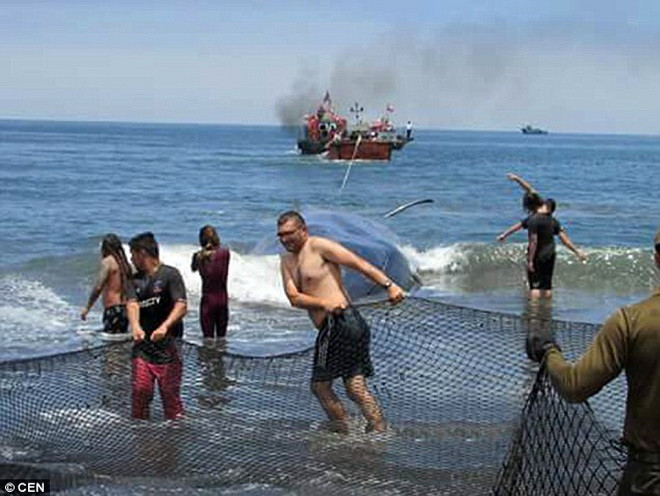 Các ngư dân đã sử dụng dây thừng và lưới để kéo con cá voi trở lại biển. (Nguồn: Daily Mail)