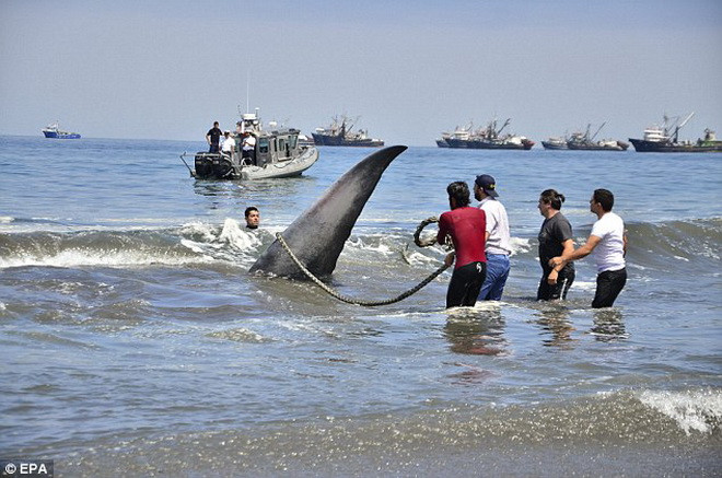 Cảnh sát và các nhân viên thuộc trung tâm cứu hộ hàng hải cũng tham gia giải cứu chú cá voi. (Nguồn: Daily Mail) 