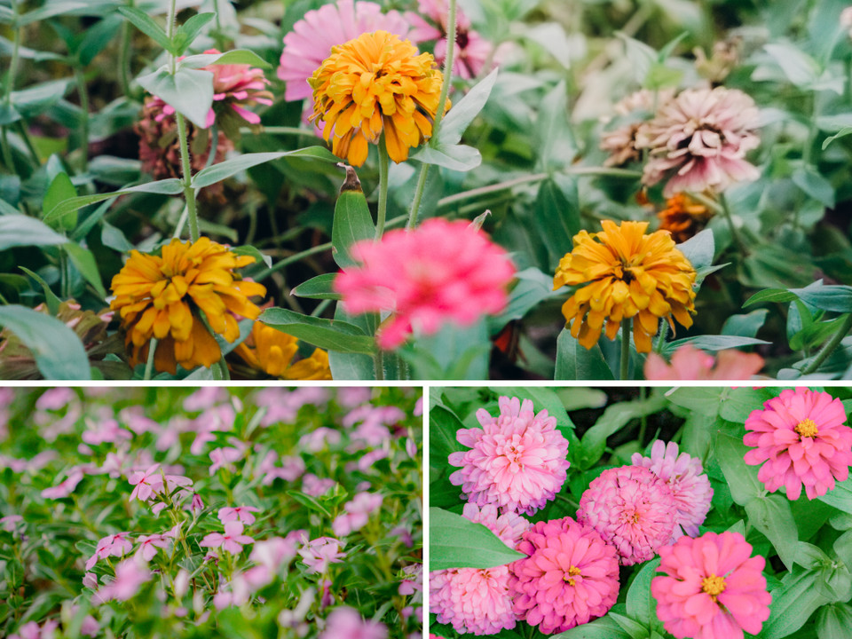 Những loài hoa rực rỡ mang đến một diện mạo mới mẻ, đầy sức sống cho hồ Hoàn Kiếm. (Ảnh: Minh Hiếu/Vietnam+)