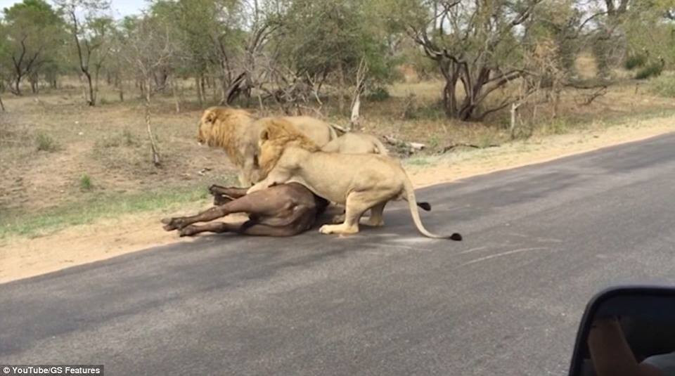 Con trâu rừng cố gắng bỏ chạy nhưng đã bị một chú sư tử vồ được. (Nguồn: Daily Mail)