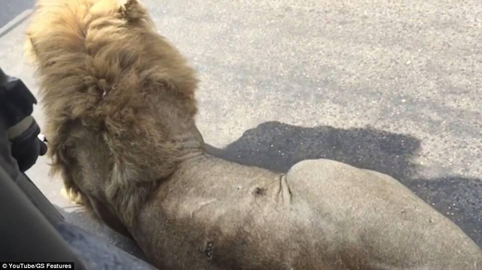 Hướng vẫn viên du lịch Marten Lange đã ghi lại được cảnh tượng trên. (Nguồn: Daily Mail)