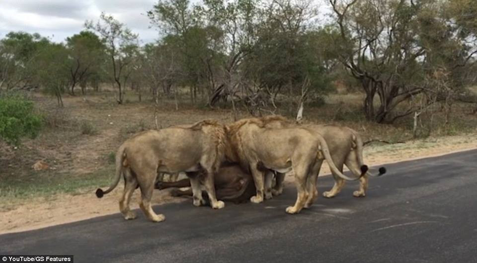 Những con sư tử khác nhanh chóng chạy tới để quật ngã chú trâu. (Nguồn: Daily Mail)