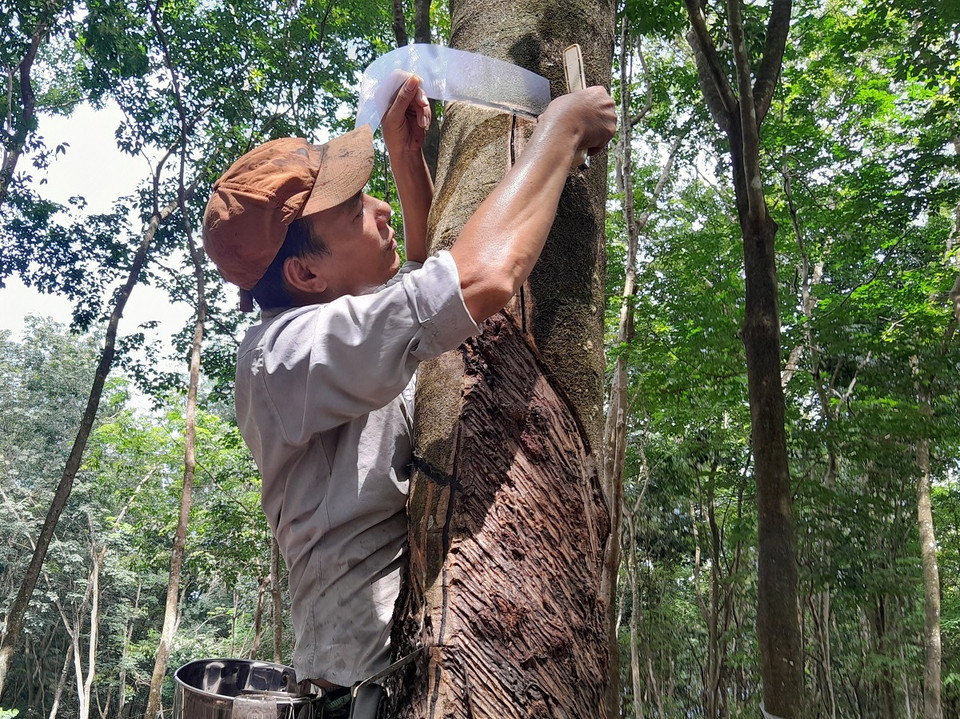 Người dân huyện Bù Gia Mập làm máng che miệng cạo mủ cây cao su. (Ảnh: K GỬIH/TTXVN)