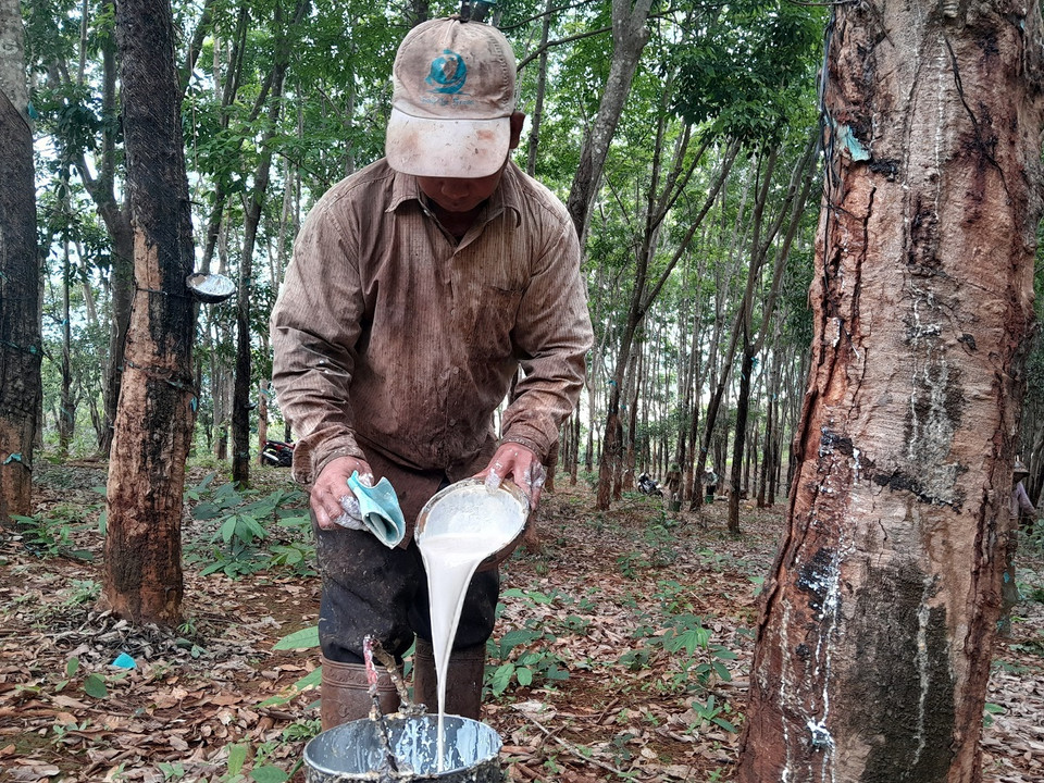 Gia đình vợ chồng Thị Mai, xã Đức Hạnh, huyện Bù Gia Mập thu hoạch mủ cao su. (Ảnh: K GỬIH/TTXVN)
