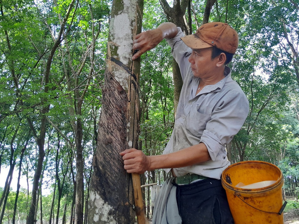 Người dân huyện Bù Gia Mập làm máng che miệng cạo mủ cây cao su. (Ảnh: K GỬIH/TTXVN)