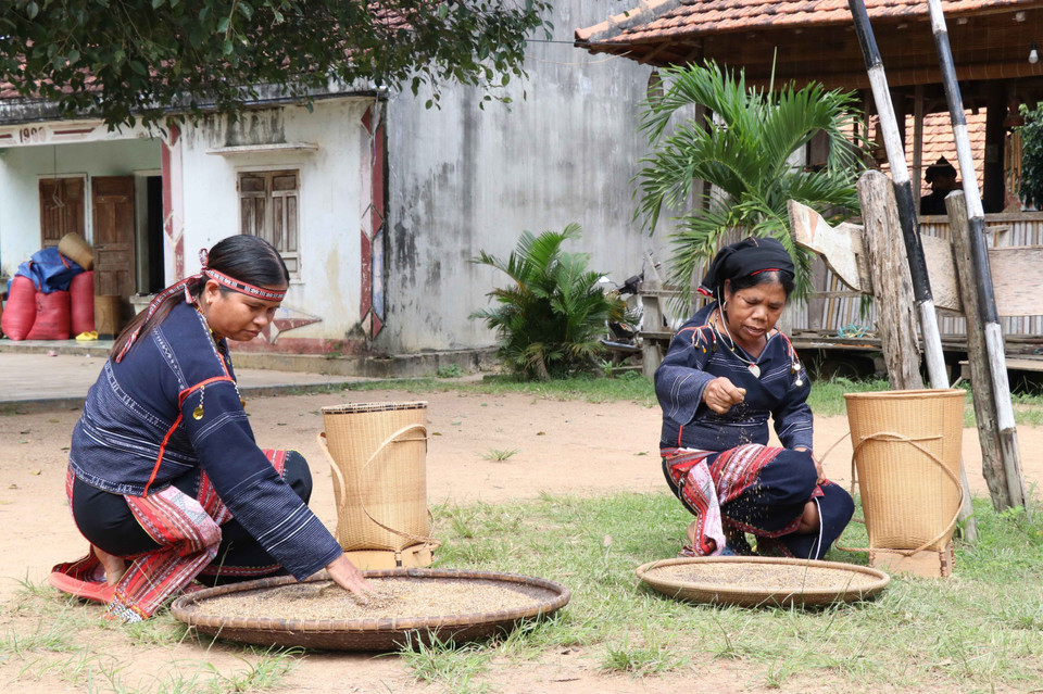 Phụ nữ Bahnar phơi hạt Cào để làm nguyên liệu nấu rượu cần. (Ảnh: Hồng Điệp/TTXVN)