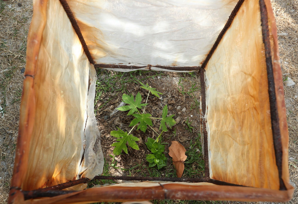 Một cây non mới trồng trên đảo Song Tử Tây. (Ảnh: Hoàng Hiếu/TTXVN)