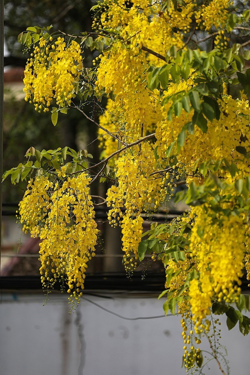 Vài năm trở lại đây, trên một số tuyến đường của thành phố Hòa Bình rộ màu vàng rực rỡ hoa muồng hoàng yến và nhận được sự yêu thích của nhiều người dân. (Ảnh: Trọng Đạt/TTXVN)