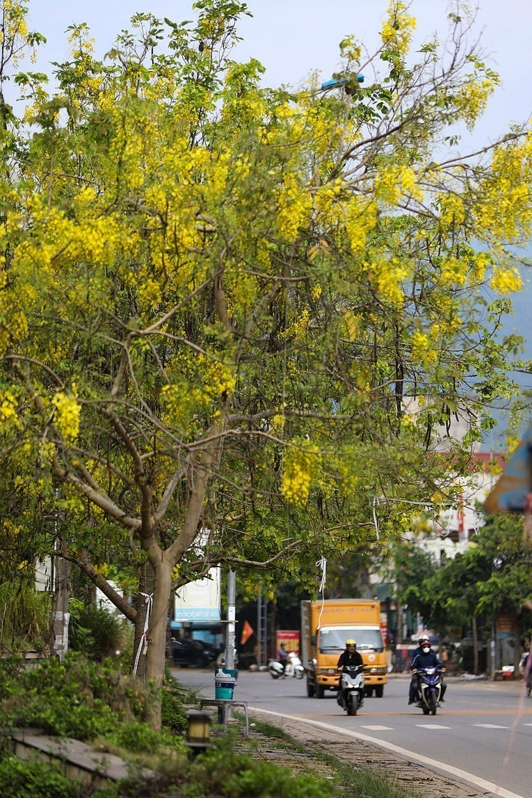 Hoa muồng hoàng yến nở đẹp nhất vào cuối tháng 5 khi những đợt nắng gay gắt của mùa Hè xuất hiện. (Ảnh: Trọng Đạt/TTXVN)