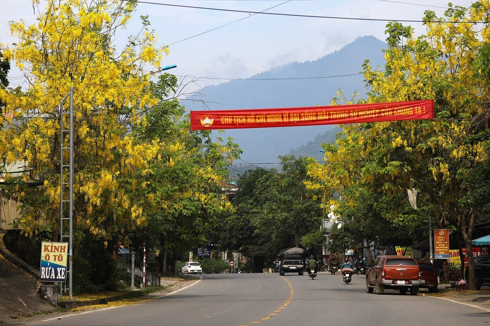 Con đường nhuộm sắc vàng rực của hoa muồng hoàng yến tại phường Kỳ Sơn, thành phố Hòa Bình. (Ảnh: Trọng Đạt/TTXVN)