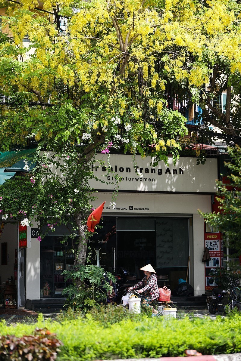 Mùa hoa muồng hoàng yến kéo dài khoảng 2 tháng, từ tháng 5 đến cuối tháng 6. (Ảnh: Trọng Đạt/TTXVN)