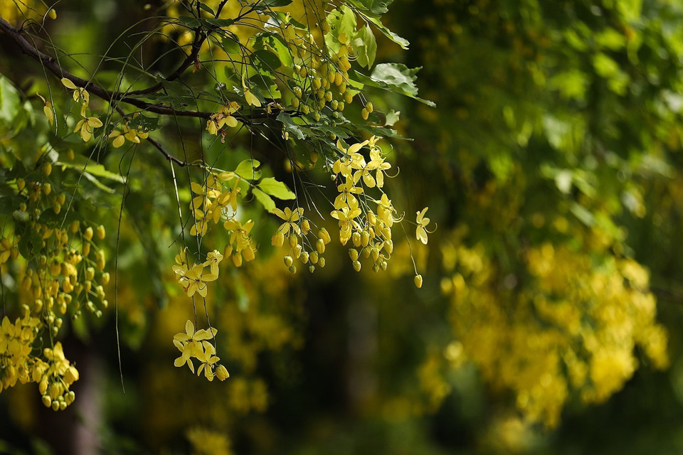 Hoa muồng hoàng yến có nguồn gốc từ Nam Á với nhiều tên gọi khác như: muồng hoàng hậu, hoa lồng đèn, bò cạp nước, bò cạp vàng, mai dây, cây xuân muộn, mai nở muộn... (Ảnh: Trọng Đạt/TTXVN)