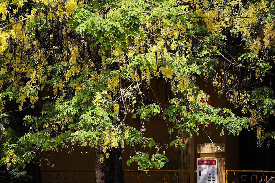 Cùng với bằng lăng tím, hoa phượng đỏ, muồng hoàng yến giờ đây đã là một nét đặc trưng của những con phố ở Hòa Bình mỗi khi mùa Hạ về. (Ảnh: Trọng Đạt/TTXVN)