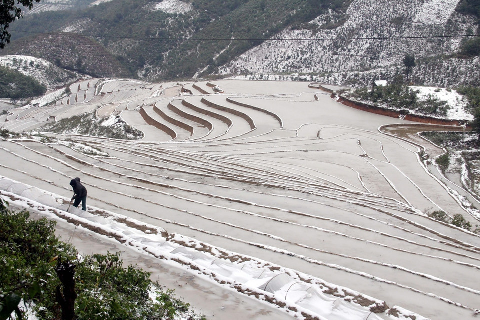 Nông dân tại xã Bản Mù, huyện Trạm Tấu (Yên Bái) che phủ nilon cho mạ trong thời tiết giá buốt. (Ảnh: Tuấn Anh/TTXVN)