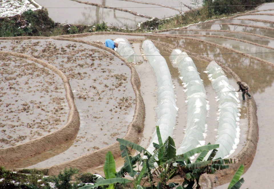 Nông dân tại xã Bản Mù, huyện Trạm Tấu (Yên Bái) che phủ nilon cho mạ trong thời tiết giá buốt. (Ảnh: Tuấn Anh/TTXVN)