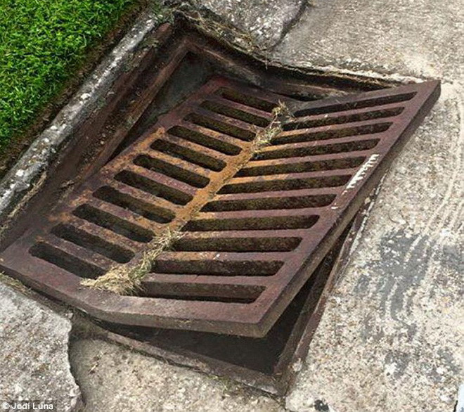 Con cá sấu trên được cho là đã phá nắp đậy cống thoát nước và leo lên. (Nguồn: Daily Mail)