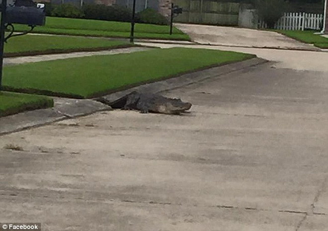 Con cá sấu trên được cho là đã phá nắp đậy cống thoát nước và leo lên. (Nguồn: Daily Mail)