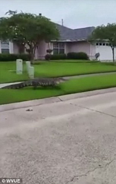 Những người dân đã ngay lập tức gọi cho văn phòng cảnh sát trưởng. (Nguồn: Daily Mail)