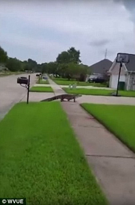 Cảnh sát đã gọi cho bộ phận kiểm soát động vật gây hại để tới bắt con cá sấu. (Nguồn: Daily Mail)