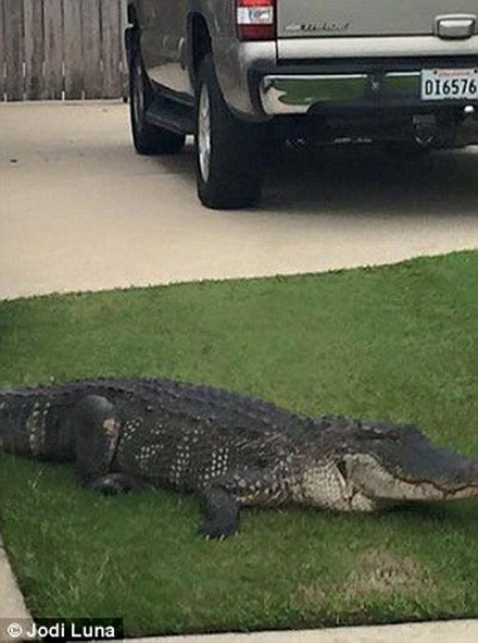 Con cá sấu đã bị khống chế ngay sau đó. (Nguồn: Daily Mail)