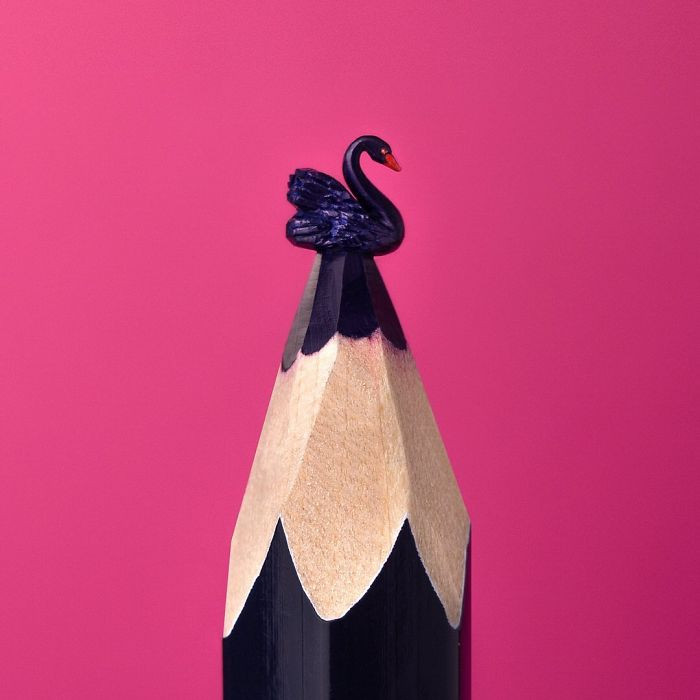 Thiên nga. (Nguồn: Boredpanda)