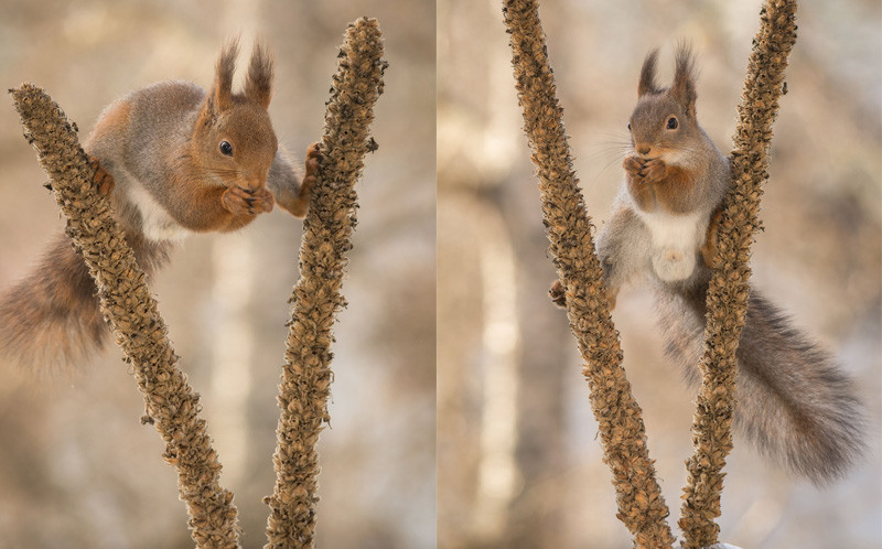 Chúng giữ thăng bằng hai chân sau. (Nguồn: Caters News Agency)