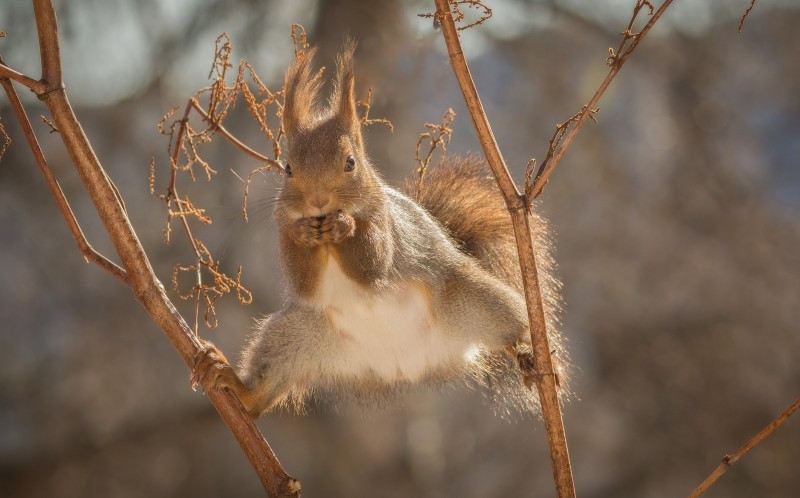 Geert cảm thấy vô cùng thích thú với những tác phẩm của mình. (Nguồn: Caters News Agency)